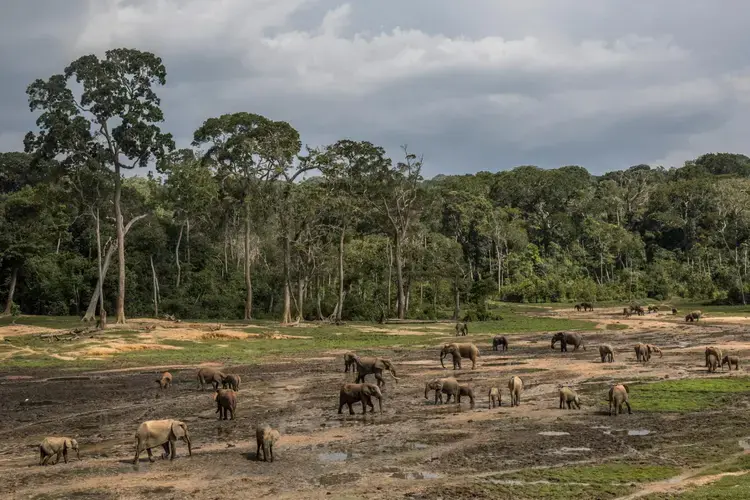 Forest elephants gather in Dzanga-Sangha Special Reserve, a sanctuary for the species. The year the government fell, poachers killed 26 elephants here. With rangers back on the job, the park is once again safe. Elephants and tourists are slowly returning. Image by Marcus Bleasdale. Central African Republic.