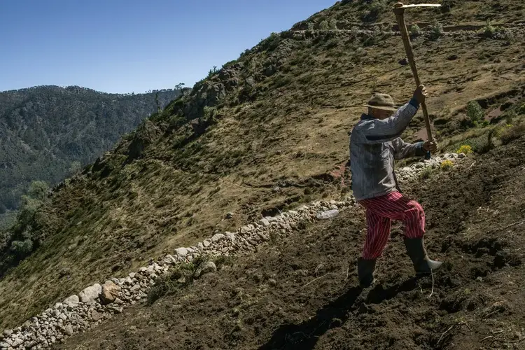 In a tiny hamlet called Nuevo Belén, Federico Matías, a potato farmer, has lost thousands of quetzales on each harvest. His neighbor prepares the land for the coming crop. Image by Mauricio Lima. Guatemala, 2019.