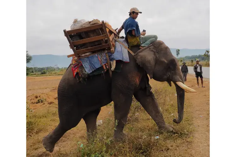 An elephant hauls rice to KIA soldiers in northern Myanmar. Image by Doug Bock Clark. Myanmar, 2018.<br />
