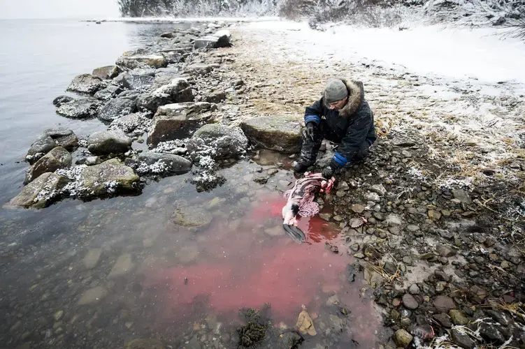 Karl Michelin, of Rigolet, takes a break from dressing a jar seal he hunted in Lake Melville near Big Island where he has a hunting camp on Nov. 10, 2019. Michelin supplements much of his food source with seal meat. The meat is used to feed him and his family along with Inuit elders in the community who can no longer hunt as easily as when they were younger. Seal is a staple in the Inuit diet, a food source that is being threatened by effects of the Churchill Falls Dam that empties in to Lake Melville, one of North America’s largest estuaries. Image by Michael G. Seamans. Canada, 2019.