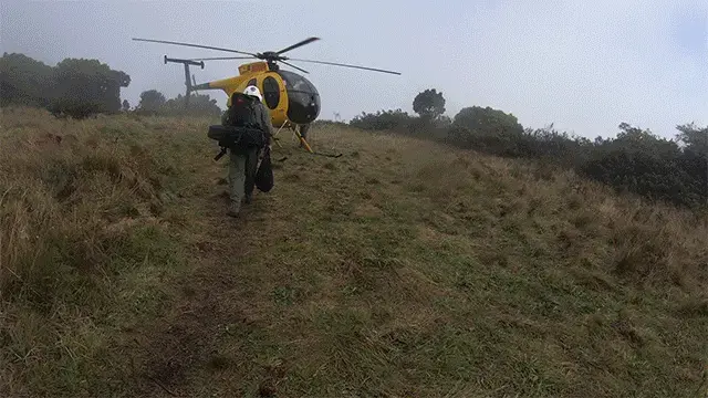 A helicopter took us in and out of the base camp at Hanawi Natural Area Reserve, about 7,000 feet up the windward side of Haleakala. Image by Nathan Eagle. United States, 2019.