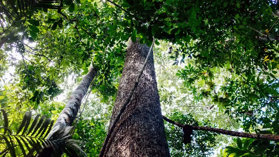 A Brazil nut tree rises high into the canopy in the forest. Image by Sam Eaton. Brazil, 2018. 