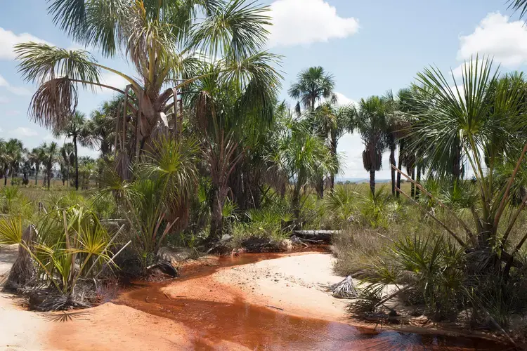 Mining activity threatens the morichal wetlands. Image by Fabiola Ferrero. Venezuela, 2020.
