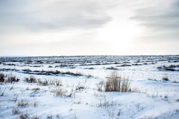 Canola windrows were cut in the fall to dry before harvest, but got caught in an October blizzard. Lodged with snow, the crop will likely not be harvested before spring planting in North Dakota. Image by Christopher Walljasper / For Harvest Public Media. United States, 2020.