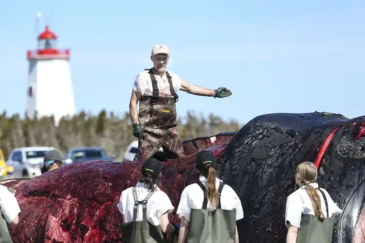Pierre-Yves Daoust gave directions to other scientists involved in the necropsy of the right whale on Miscou Island. Image by Nathan Klima. Canada, 2019.