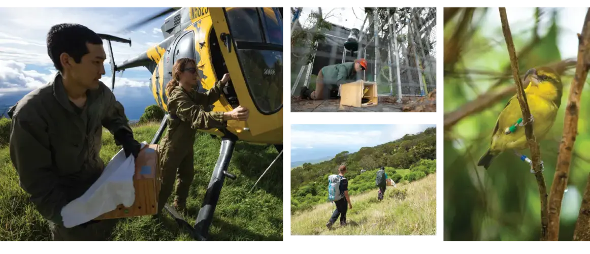 A helicopter transported the kiwikiu from Hanawi Natural Area Reserve to Nakula Natural Area Reserve on the other side of Haleakala to be released into the wild. Images by Zach Pezzillo. United States, 2019.