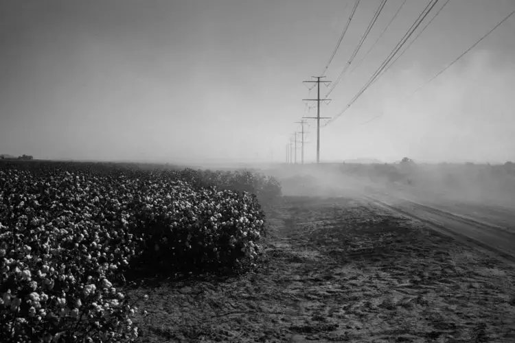 A cotton farm belonging to Dale Button in Stanfield, Arizona. Image by Jošt Franko. United States, 2016.