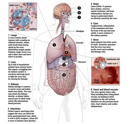 Illustration by V. Altounian for Science Magazine.