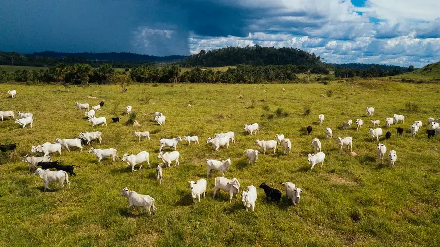 A herd of cows moves through deforested land. Image by Sam Eaton. Brazil, 2018.