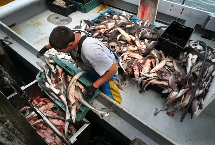 Fisherman Mike Davis unloaded 5,100 pounds of dogfish from his boat at the Chatham Fish Pier. He made his catch 6 miles off Chatham. He fishes for dogfish every day, hoping to catch around 6,000 pounds. Image by John Tlumacki. United States, 2019.