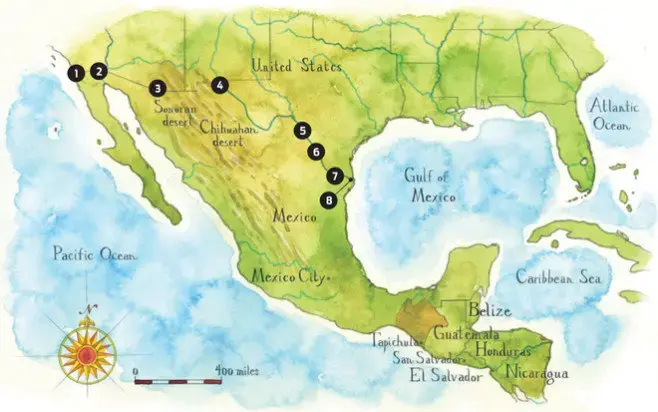 Main border-crossing points for undocumented migrants from Mexico to the United States: 1. Tijuana to San Diego 2. Mexicali to Calexico 3. Nogales to Tucson 4. Ciudad Juarez to El Paso 5. Piedros Negras to Eagle Pass 6. Nuevo Laredo to Laredo 7. Reynosa to McAllen 8. Matamoros to Brownsville. Map by Steve Stankiewicz