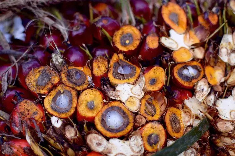 A cross-section of harvested palm oil fruits in Riau. Oil extracted from the orange fleshy mesocarp is used as cooking oil and in food products whereas oil from the white kernel is incorporated into detergents and cosmetics. Image by Wudan Yan. Indonesia, 2017.