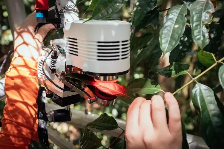 Scientists use an infrared gas analyzer to measure how a living leaf responds to high CO2 concentrations pumped onto its surface. Image by Sam Eaton. Brazil, 2018.