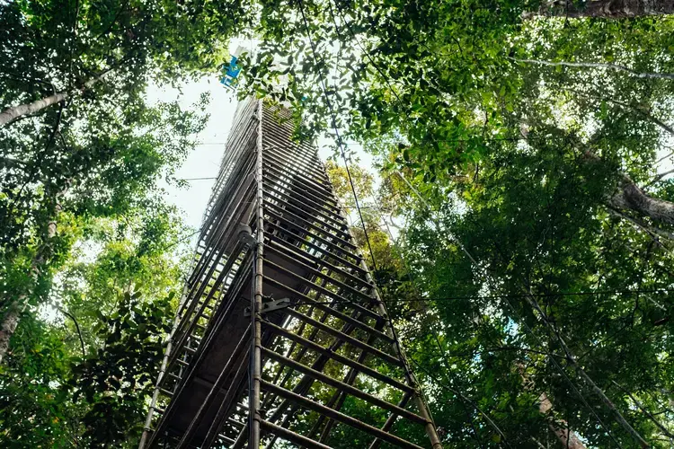 Research towers in pristine Amazon forest allow scientists to access every layer of the tree canopy in order to document the forest's carbon cycle and how it’s changing. Image by Sam Eaton. Brazil, 2018.