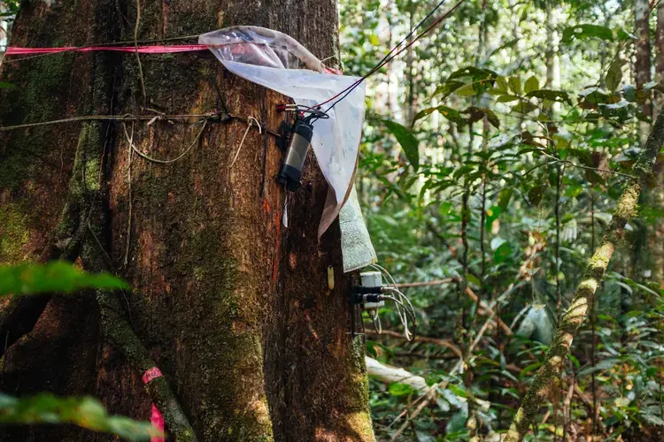 The Amazon’s sprawling forest, nearly the size of the lower 48 United States, stores an estimated 150 billion to 200 billion tons of carbon. Scientists worry that a potential die back of the Amazon triggered by climate change and deforestation would start releasing much of that carbon into the atmosphere. Image by Same Eaton. Brazil, 2018.