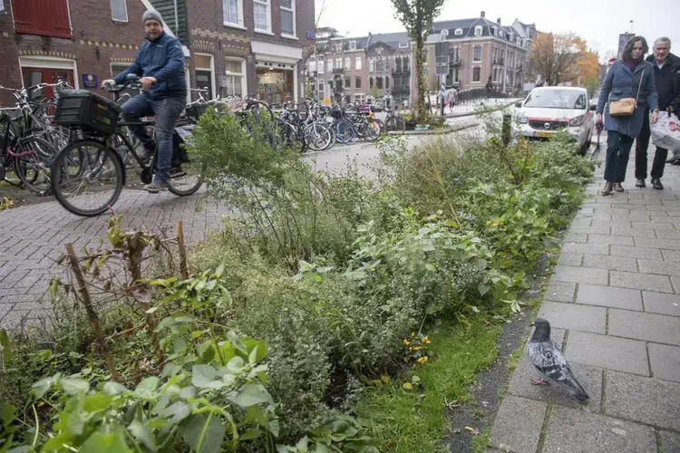Green spaces along a sidewalk in Amsterdam absorb rain water. Image by Chris Granger. Netherlands, undated.