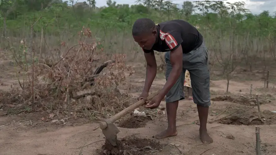 Most Mozambicans are small-scale farmers growing crops like maize and cassava. Image by Enrico Parenti. Mozambique, 2017.