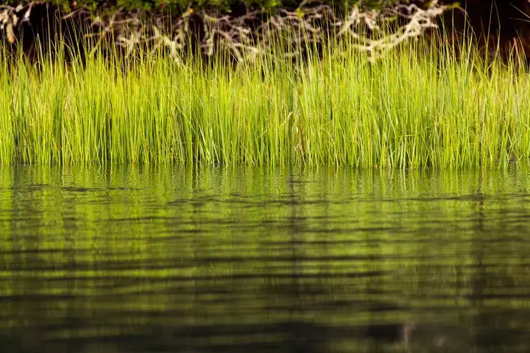 Brackish water surrounding Edisto Island in South Carolina on Monday, August 18, 2020. A species vibrio lives in this water, which can be dangerous to anyone in the water with an open cut. Image by Joshua Boucher. United States, 2020.
