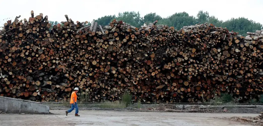 A worker walks past logs stacked at the Enviva plant in Northampton County, N.C. on Tuesday, Sept. 3, 2019. Enviva turns the logs into cylindrical pellets that will be burned for heat and electricity in Europe. Image by Ethan Hyman. United States, 2019.