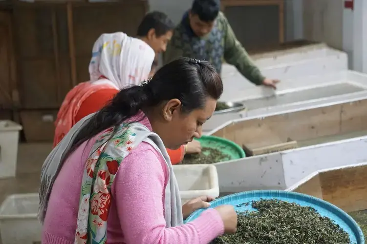 A woman at Goomtee Tea Factory sorts through first flush Darjeeling tea for any poor quality leaves. Image by Esha Chhabra. India, 2017.