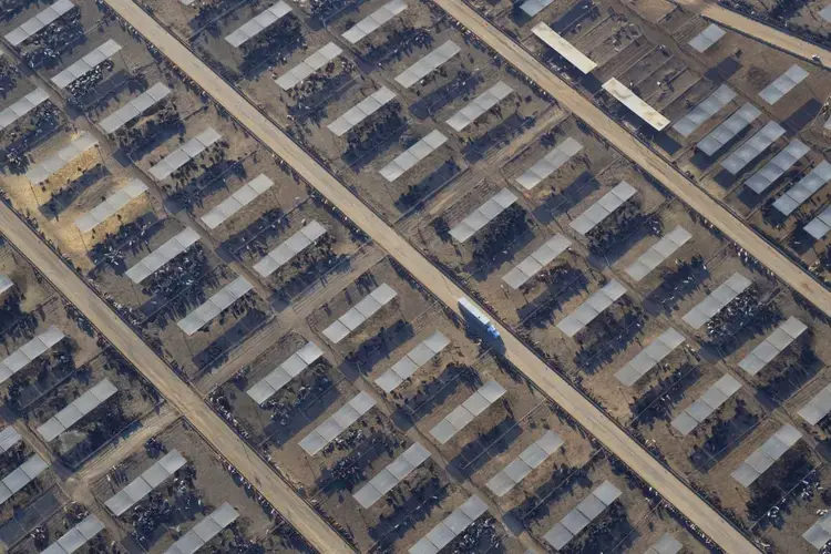 Once in the air, molecules of nitric acid combine with molecules of ammonia gas rising from cow manure and urine on massive feedlots like this one to create ammonium nitrate. Image by Larry C. Price. California, 2018.