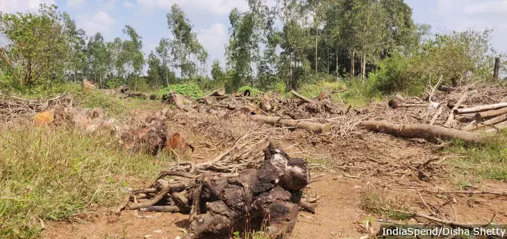 An estimated 22,000 trees were felled for the widening of National Highway (NH)-4A. The 82-km stretch of the road in Karnataka cuts through the Western Ghats and about 13.2 km transects through the Dandeli wildlife sanctuary, now a part of Kali Tiger Reserve, a Protected Area. Image by Disha Shetty. India, undated.