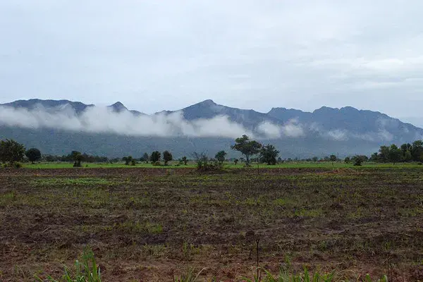 The Magombera Forest, one of the most biologically diverse habitats in Africa, lies at the base of the Udzungwa Mountains, shown here in the distance. Image by Daniel Grossman. Tanzania, 2017.