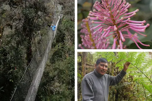 Left: Dan Metcalfe crosses a pedestrian bridge to the site of his research project. Top right: Much of the moisture that waters plants in cloud forests blows in as fog, rather than falling as rain. Bottom right: Simeon Quispe says he and other indigenous Quechua people use many jungle plants for traditional remedies. Images by Dan Grossman. Peru, 2017.