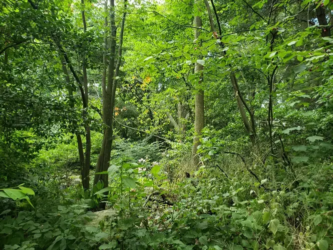 Core woodlands in Prospect Park. Image courtesy of Clarisa Diaz. United States, 2020.<br />