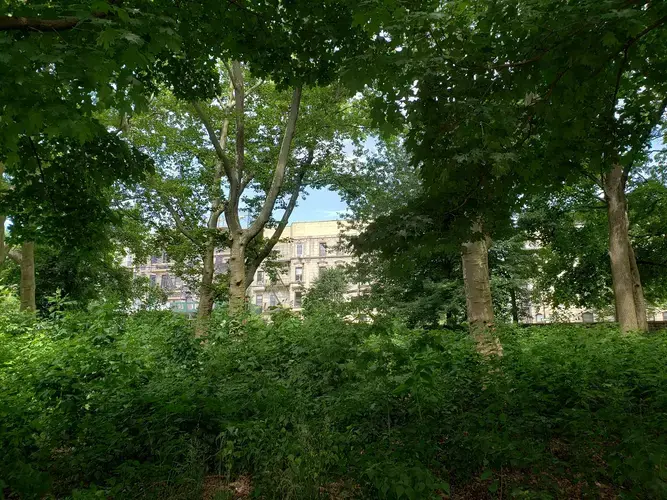 Plantings on the perimeter of Prospect Park. Image by Clarisa Diaz. United States, 2020.<br />