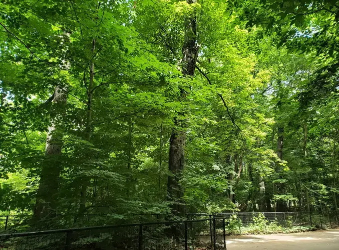 Entering the core woodlands of Prospect Park. Image by Clarisa Diaz. United States, 2020.<br />

