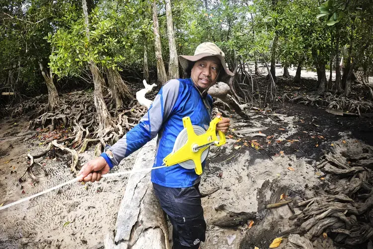 Novi Susetyo Adi, a research scientist at Indonesia’s Ministry of Marine Affairs and Fisheries, lays a transect line to study the carbon stored in mangroves in East Kalimantan. Image by Ardiles Rante. Indonesia, 2019.