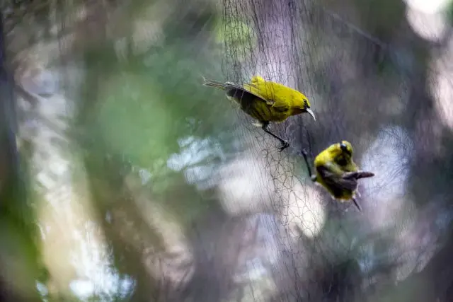 The nets would occasionally ensnare other Hawaii forest birds, such as amakihi, apapane and akohekohe. The crew would release them unharmed. Image by Nathan Eagle. United States, 2019.