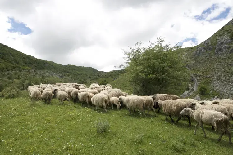 A herd of sheep makes its way through the hills above the village of Lazarat, Albania. Now that they're no longer growing pot in Lazarat, most of the villagers eke out a living herding sheep. Image by Nate Tabak. Albania.