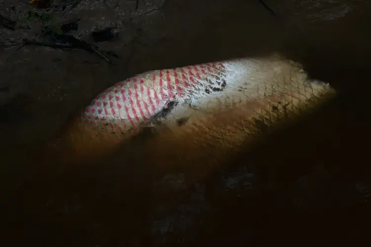 The paiche is the largest scaled freshwater fish in the world. Image by Felipe Luna. Bolivia, 2018.