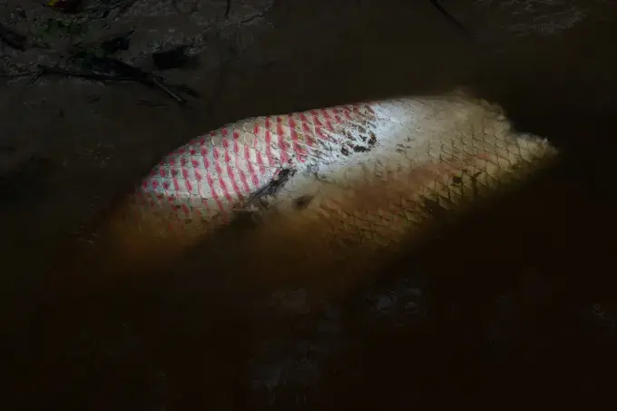 Paiche can weigh up to 250 kilograms. Image by Felipe Luna. Bolivia, 2018.