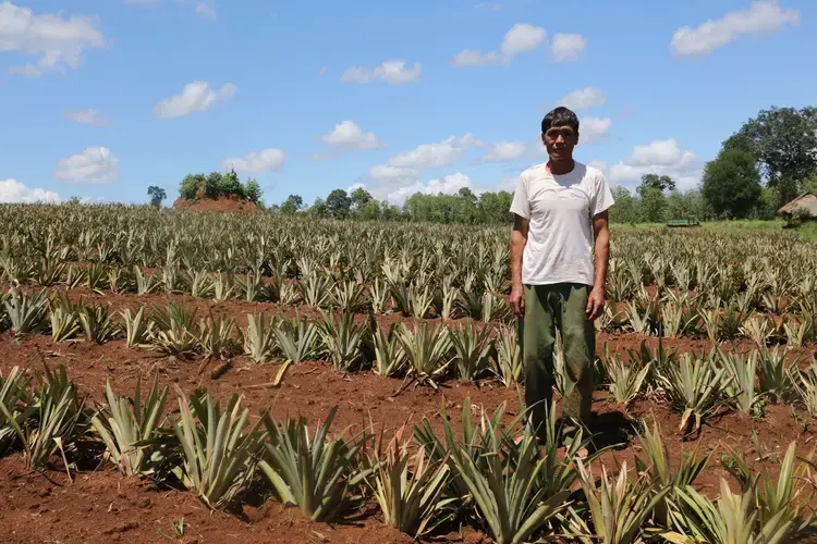 Pineapple farmer U Sein Kyaw stands in his field in northern Shan State, Myanmar. Image by Victoria Milko. Myanmar, 2019.