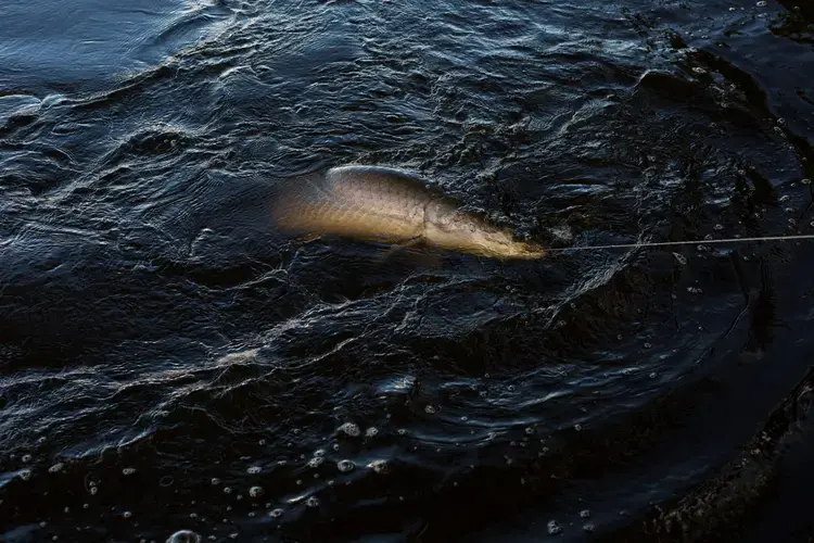 Human face' on a fish floating in lake is really creeping people