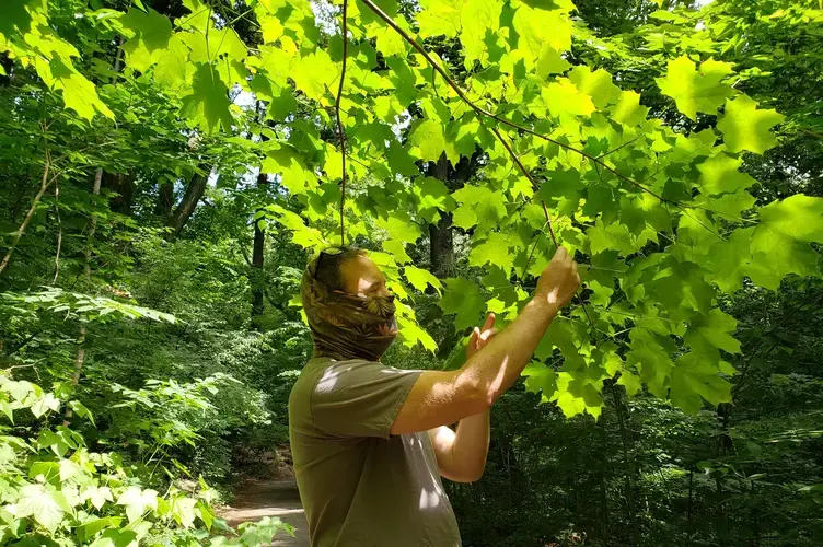 John Jordan of Prospect Park Alliance inspects a native sugar maple. Image by Clarisa Diaz. United States, 2020.<br />
