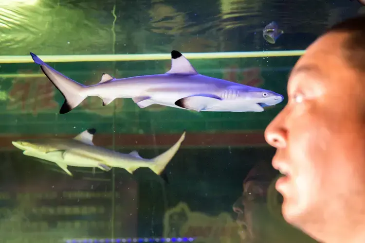 Jian Wei, 38, in front of a large tank containing blacktip reef sharks (Carcharhinus melanopterus) in his shop at the Shilihe pet market in Beijing. Jian sells three to five individuals each month for approximately 4,000RMB ($600). The species is native to the coastal waters of the Indo-Pacific region and is listed as ‘near threatened’ by the IUCN red list due to overfishing. Jian orders his online from the Philippines and Indonesia with most being sent to China by air freight. Image by Sean Gallagher. China, 2017.
