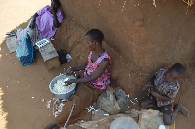 Joyce Nankwanga, a resident of Walumbe village, cutting cassava to sell to support her livelihood. Image by Annika McGinnis. Uganda, 2019.