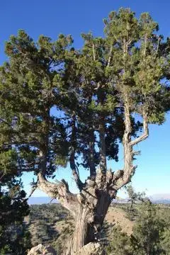 Juniper trees can grow at altitudes up to 2,800 metres. Image by Catherine Cartier. Lebanon, 2019.