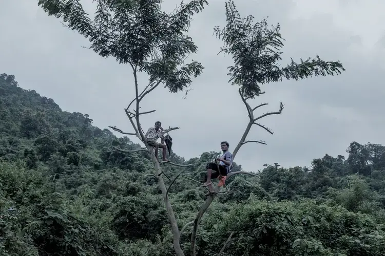 Cowherds wait atop trees along a road between villages. Image by Arko Datto. India, 2018.