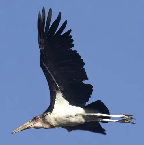 A Marabou stork soars over a sprawling and smoldering city dump that once was a quarry in Nairobi, Kenya. The birds eat carrion, rotting garbage and small mammals. They can weigh as much as 20 pounds. Image by Mark Hoffman. Kenya, 2017.