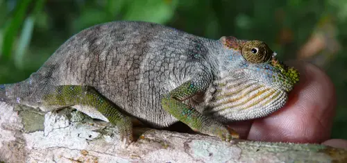 Australian biologist Andy Marshall discovered this new species of chameleon in the Magombera Forest in Tanzania. Image courtesy Andrew Marshall/CC BY 3.0. Tanzania, 2007.