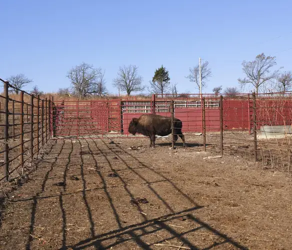 Fire, climate and grazing are the primary drivers of the Konza prairie ecosystem. A small herd of bison live on the research station land. Image by Kyler Zelen / For Harvest Public Media. United States, 2020.
