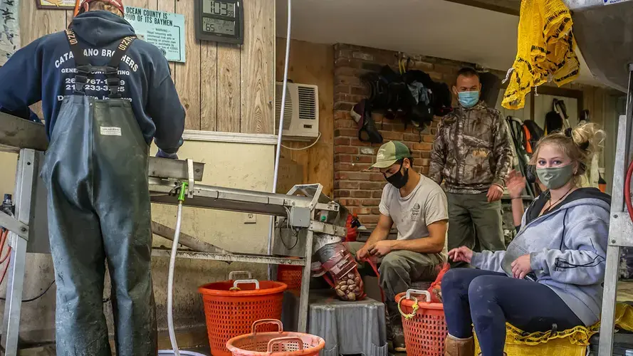 Dale Parsons (at rear), with employees of Parsons Seafood as they pack fresh-caught clams from Barnegat Bay. Clams were the first bivalve mollusk to be grown by aquaculture farmers in the bay. Image by Andrew S. Lewis. United States, 2020.