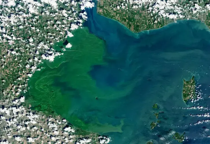 The toxic algae bloom that formed this summer in western Lake Erie was among the most severe that scientists have observed. In a NASA satellite image taken on July 30, 2019, the green medley of plankton and bacteria had grown larger than New York City. Image courtesy of USGS / NASA Landsat. United States, 2019.