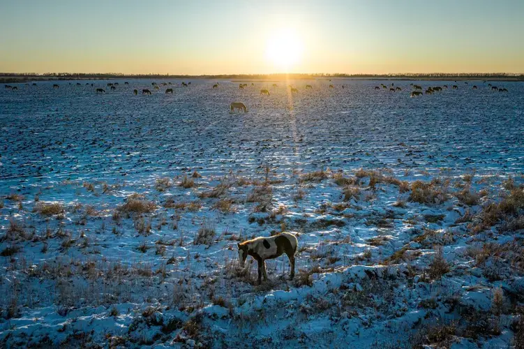 Blagoveshchensk region, Russia. Horses grazing outside the Savchuk family farm. The family took land granted by the government. Image by Sergey Ponomarev. Russia, 2020.</p>
<p>