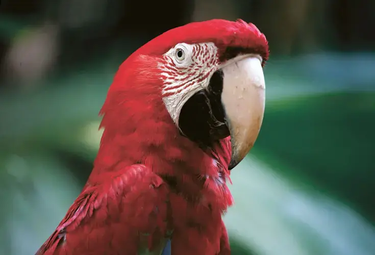 Up the Mamura River are red macaws, river dolphins, alligators, kingfishers and other wildlife riches. Image by Ricardo Lima. Brazil, 2019.